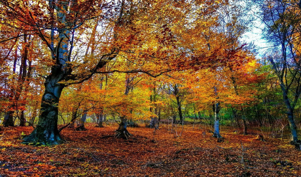 TREES IN AUTUMN FOREST