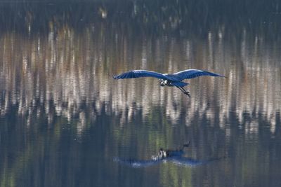 Bird flying over lake