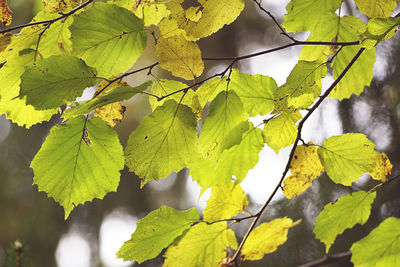 Low angle view of leaves on tree