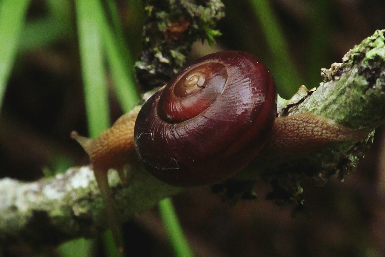 animal themes, one animal, animals in the wild, wildlife, snail, close-up, animal shell, nature, focus on foreground, selective focus, insect, beauty in nature, outdoors, mollusk, plant, natural pattern, growth, day, green color, no people