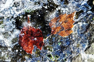 Close-up of leaves in water