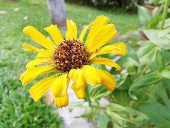 Close-up of yellow flower