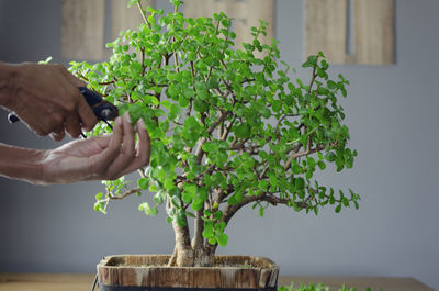 Midsection of person holding plant