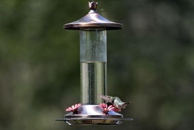 Close-up of a bird feeder