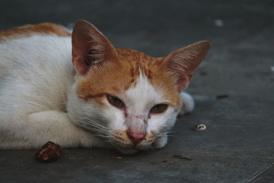 Close-up of a cat looking away