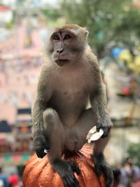 Monkey eating coconut