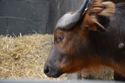 Close-up of cow