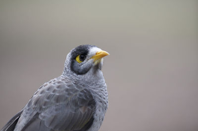 Close-up of a bird against white background