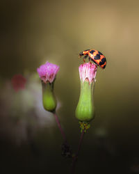 Close up view of ladybug sitting at the top of flower bud