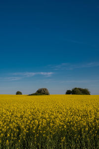 Danish agricultural landscape with rapeseed fields