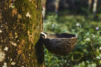 Close-up of mushroom growing on tree trunk