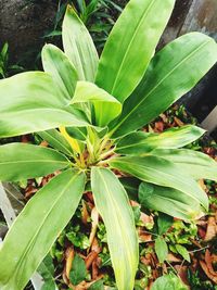 High angle view of insect on leaves