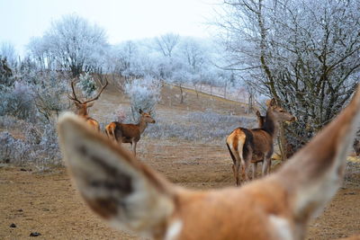 Close-up of hand feeding horse against clear sky