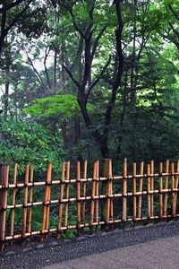 Trees by footpath