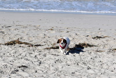 Dog running on beach