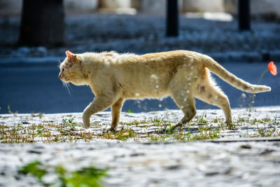 Side view of a cat walking