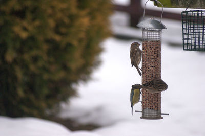 Close-up of birds feeding trough in winter