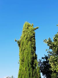 Low angle view of plants against clear blue sky