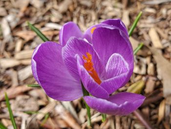 Close-up of purple crocus flower on field