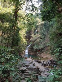 Scenic view of river flowing through rocks in forest