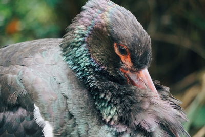 Close-up of bird