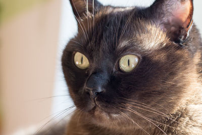 Close-up portrait of cat at home