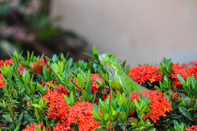 Close-up of red flowers blooming outdoors