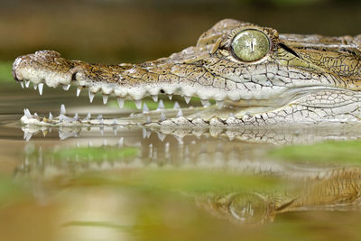 Close-up of crocodile in lake