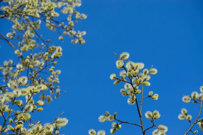 Low angle view of cherry blossoms against blue sky