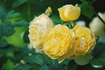 Close-up of yellow rose flower