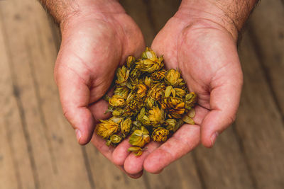 A farmer's hands show the hop ingredient for brewing beer. 