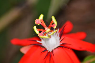 Close-up of red flower