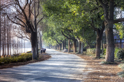 Road amidst bare trees