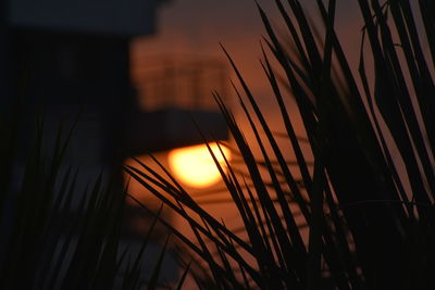 Close-up of silhouette plants against sky during sunset