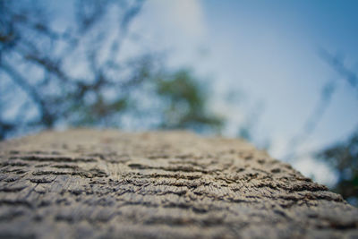 Surface level of tree trunk against sky