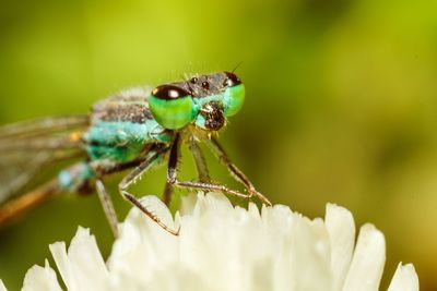 Close-up of insect on plant