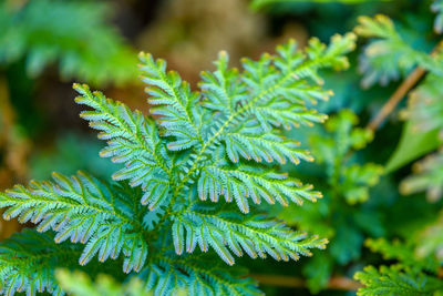 Close-up of pine tree leaves