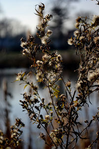 Close-up of white flowers