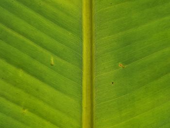 Full frame shot of green leaf