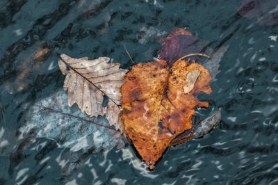 Close-up of dry leaves