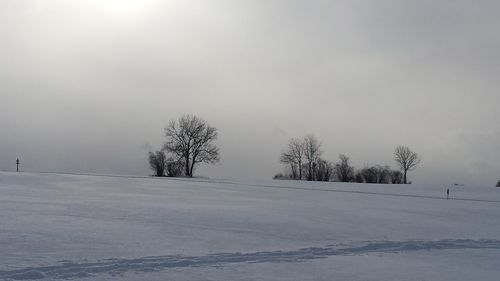 Bare trees on snow covered landscape
