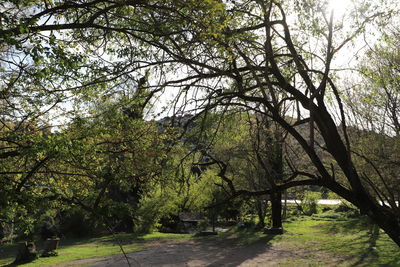 Footpath amidst trees in forest