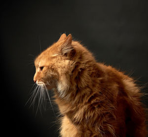 Close-up of cat looking away against black background