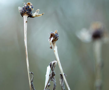 Close-up of wilted flower