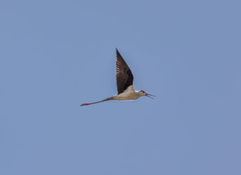 Low angle view of bird flying in sky