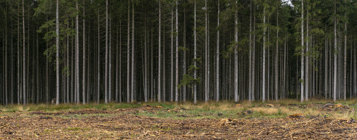 Trees growing in forest