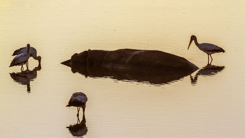 Hippopotamus and birds in lake