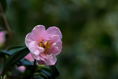 Close-up of pink flowers