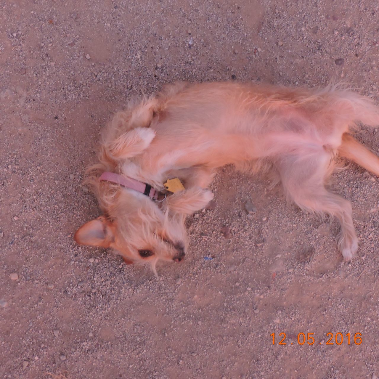 HIGH ANGLE VIEW OF DOG WITH SAND