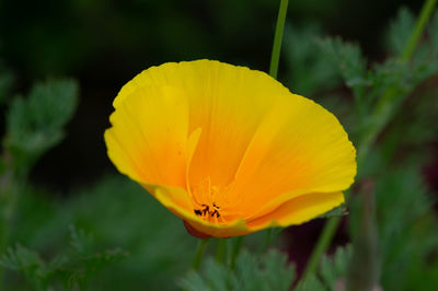 Close-up of yellow flower